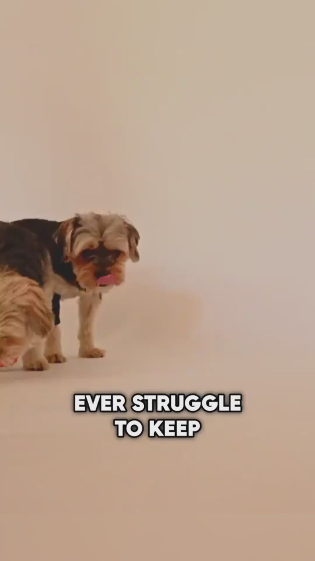 Smart Cat Rolling Ball – Automatic Interactive Pet Toy