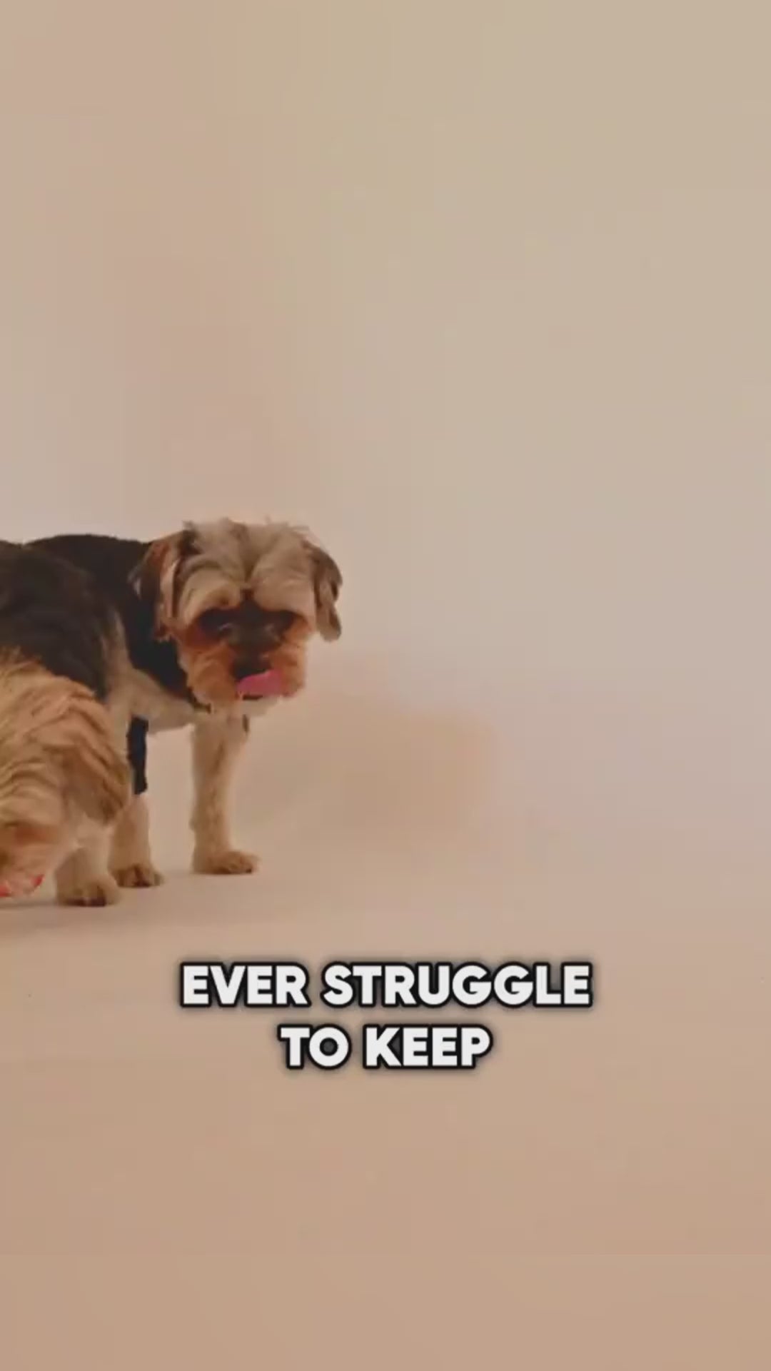 Smart Cat Rolling Ball – Automatic Interactive Pet Toy