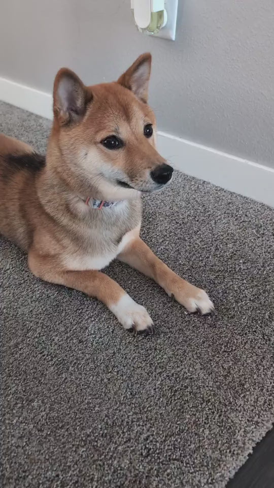 Smart Cat Rolling Ball – Automatic Interactive Pet Toy