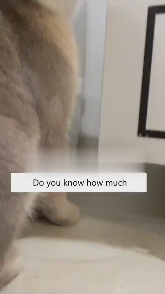 Smart Cat Rolling Ball – Automatic Interactive Pet Toy